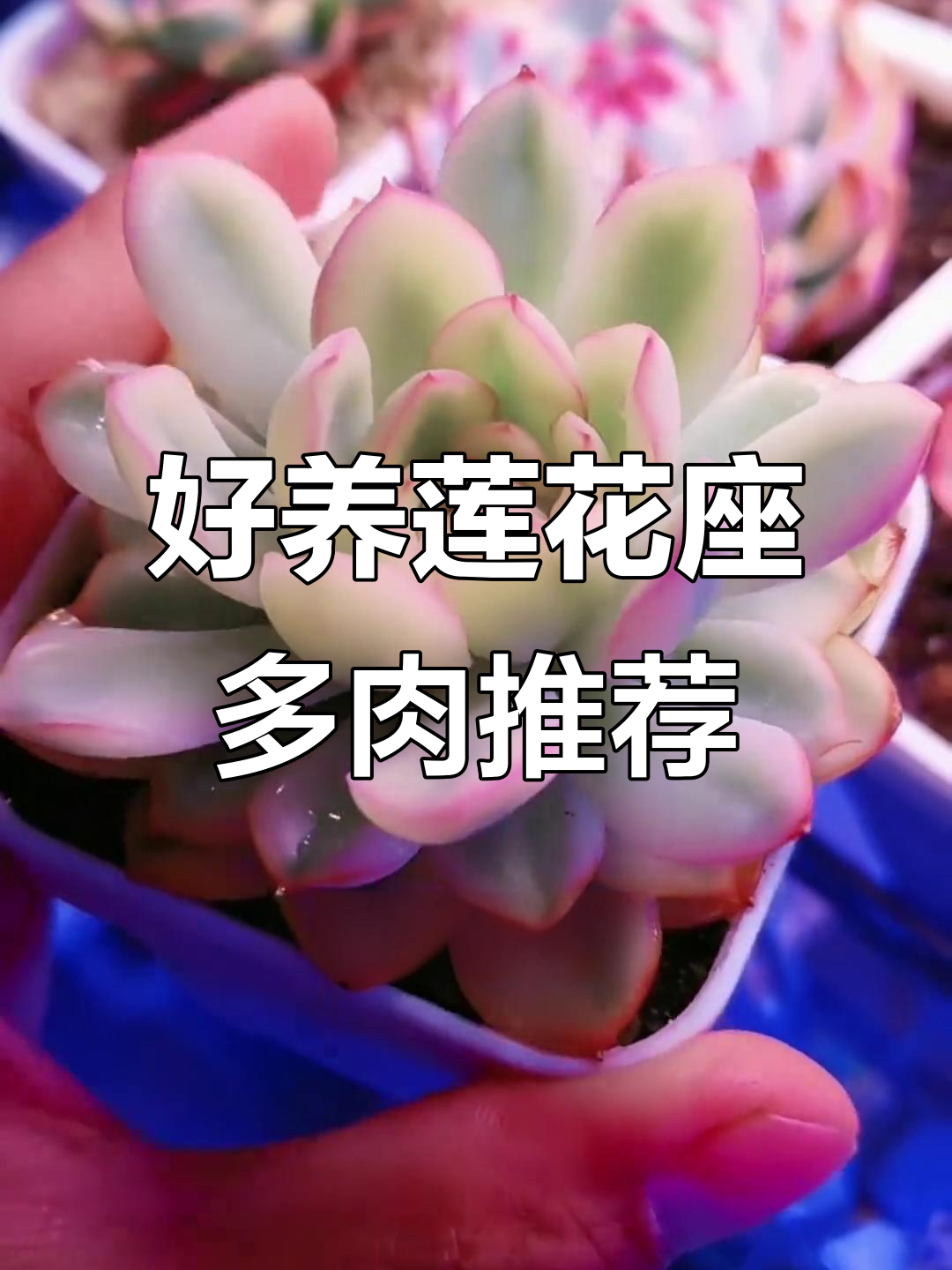 10款最耐养的莲花座多肉,适合新手养护