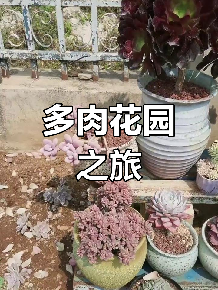 农家小院的多肉世界