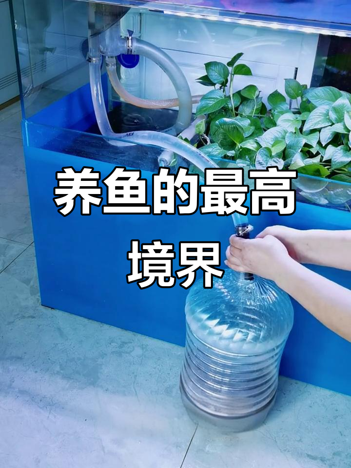 鱼马桶新突破,粪便分离更轻松
