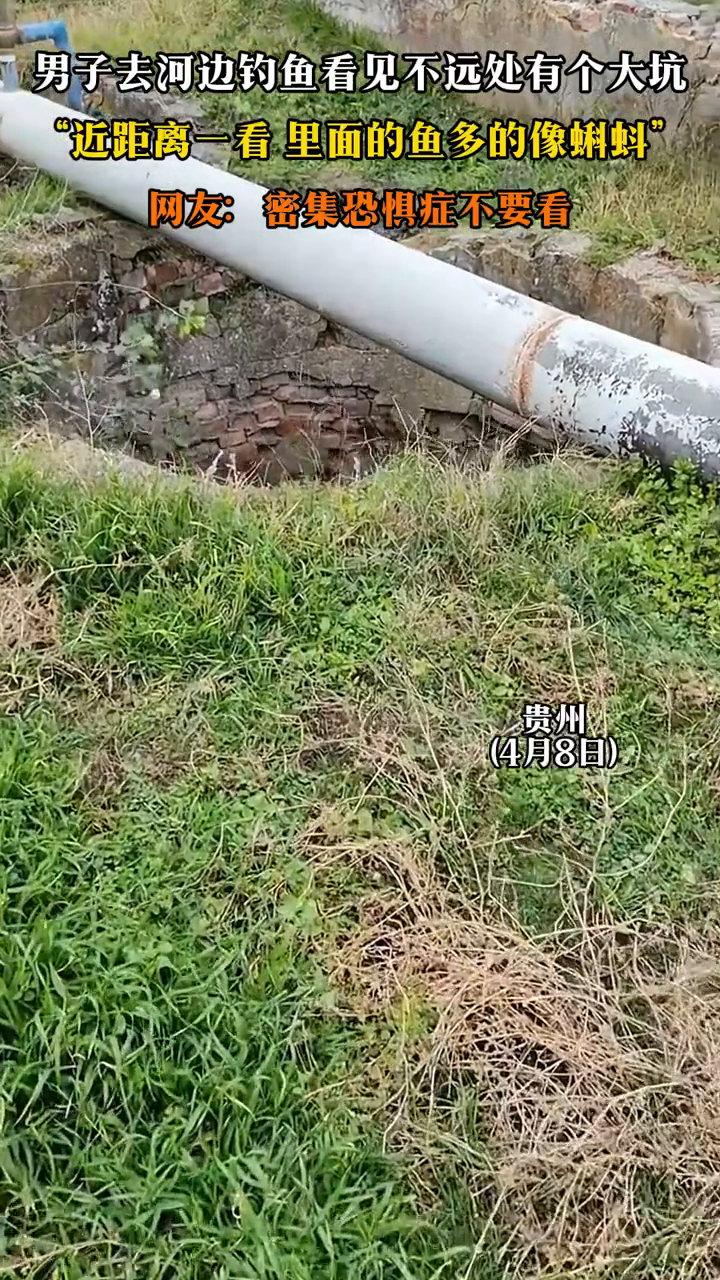 男子河边钓鱼看附近有个大坑,“近距离一看,里面鱼多的像蝌蚪”