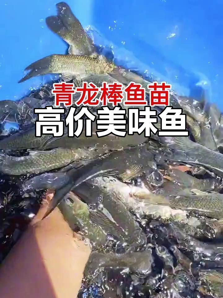 青龙棒,肉质鲜美,价格昂贵,堪称顶级海鲜