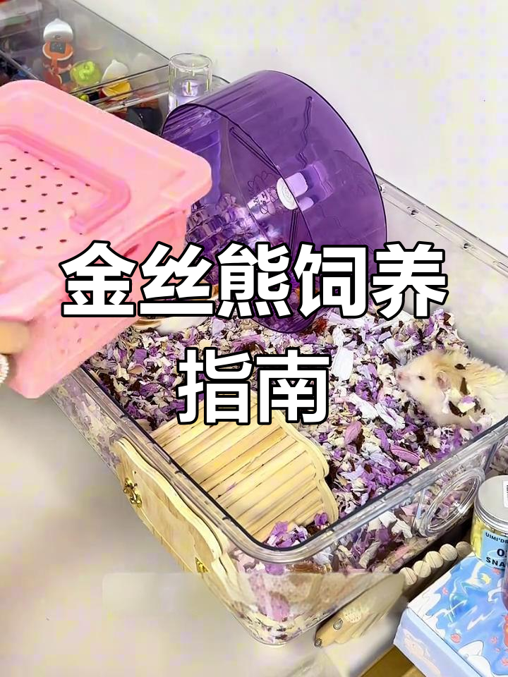 金丝熊笼子与配粮全解析,超详细视频!