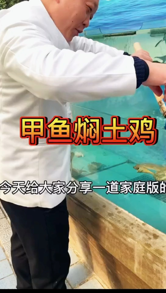今天给大家分享一个家庭版的甲鱼炖鸡