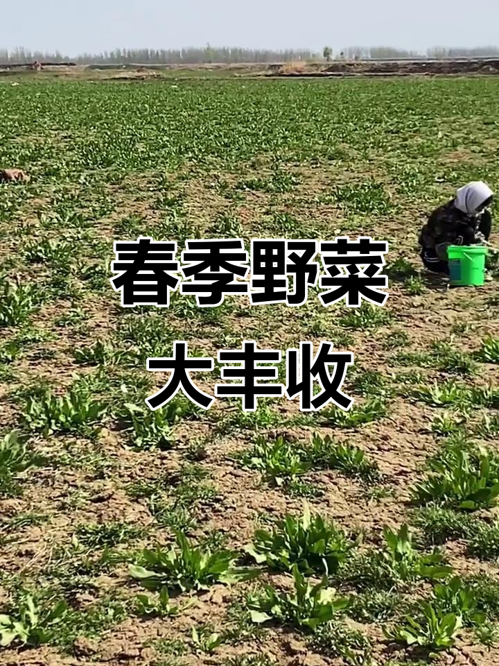 春天挖水荠菜,凉拌馅料超美味