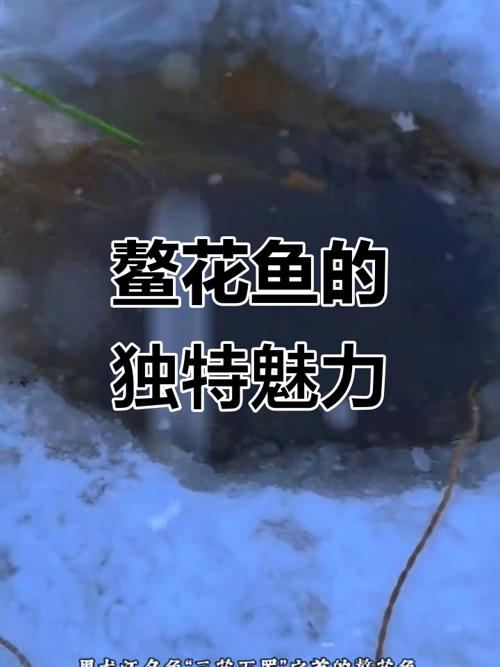 鳌花鱼,黑龙江美味之首,蒜瓣肉鲜美无比!