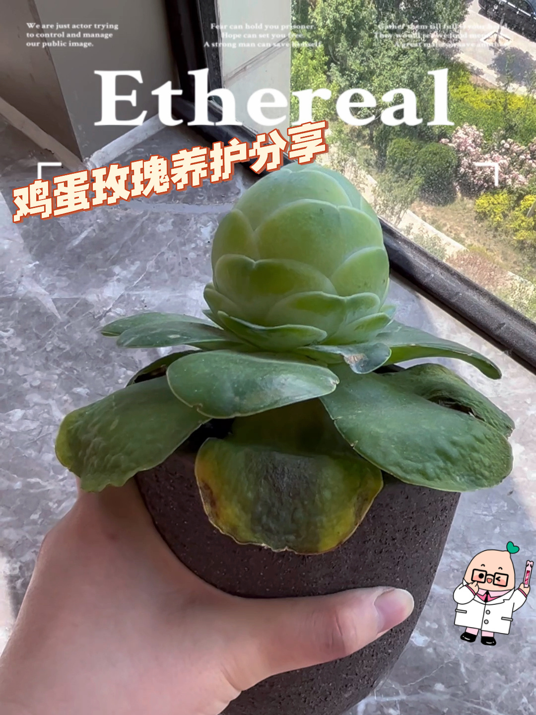 鸡蛋玫瑰养护方法分享