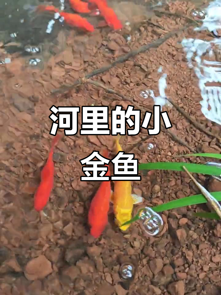 河边打水意外发现美丽小金鱼，它们竟然在这里欢快游泳