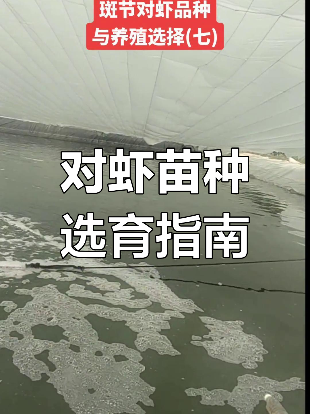 斑节对虾养殖品种选择与技巧