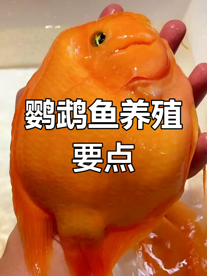 鹦鹉鱼混养技巧:如何避免咬伤与水质管理