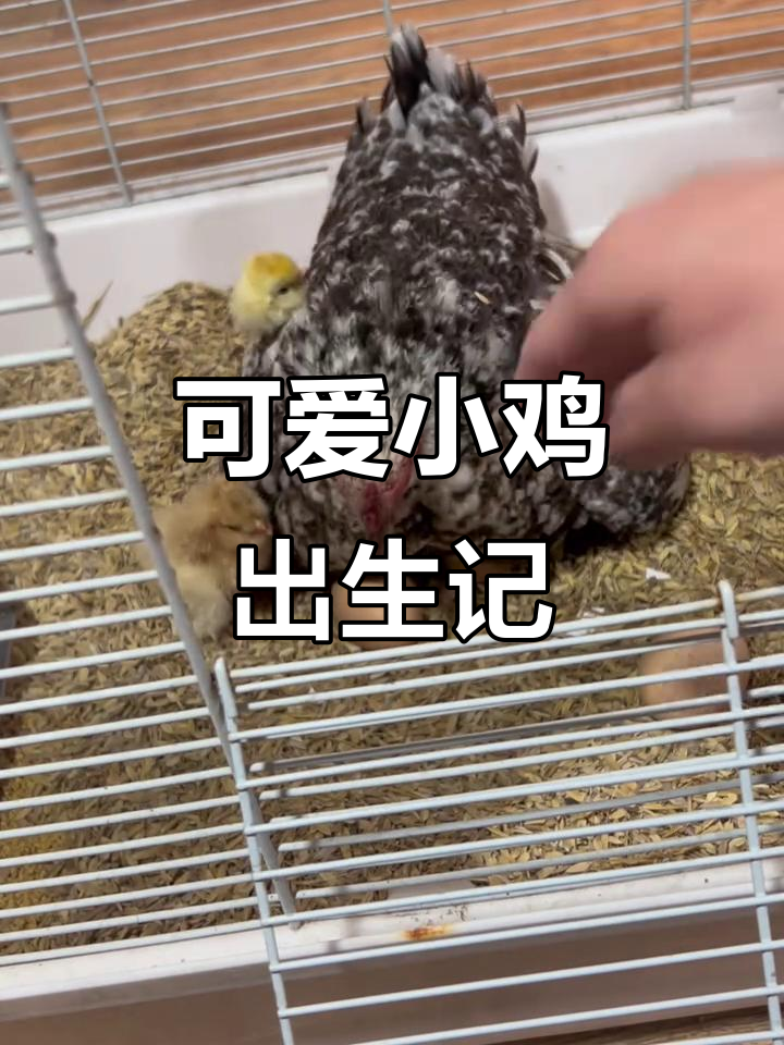 小鸡出壳大作战,小花妈妈带娃日常