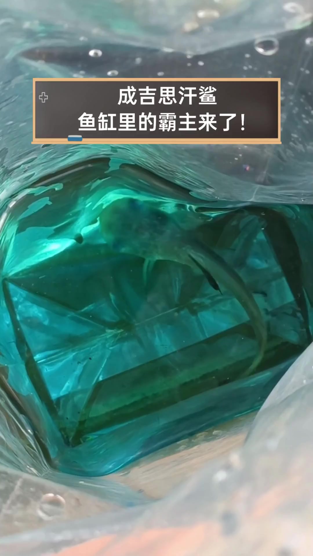 成吉思汗鲨,鱼缸里的霸主来了!