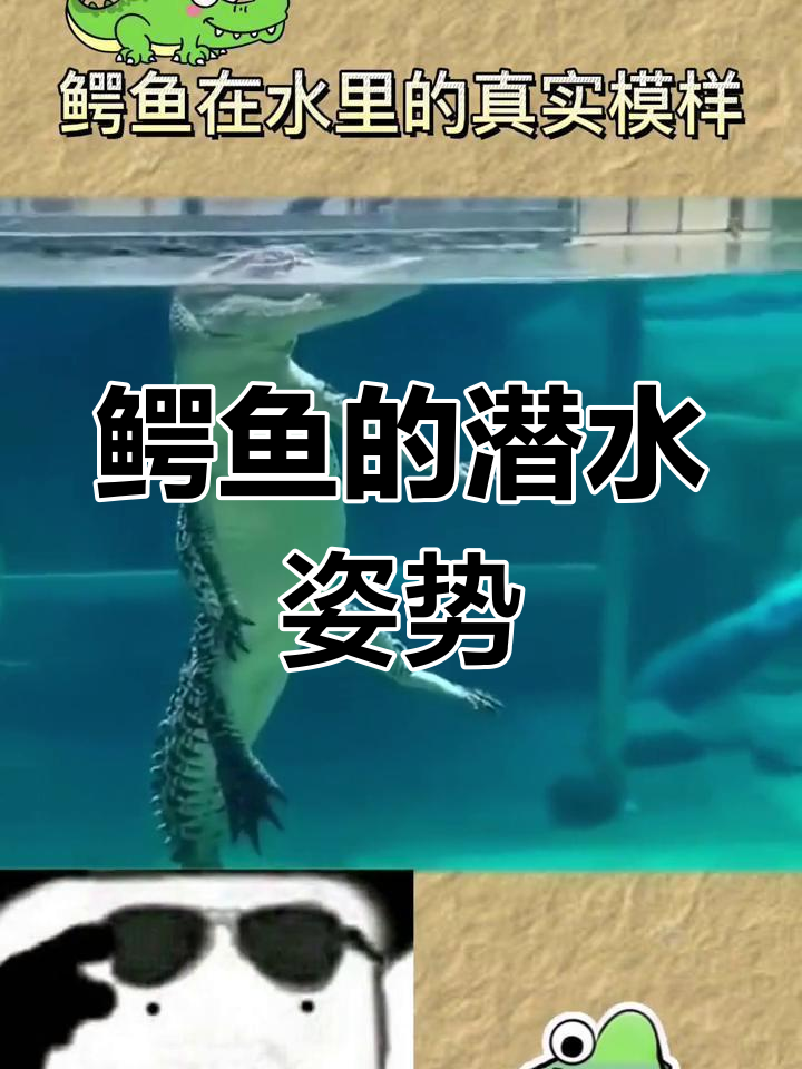 鳄鱼在水中真实的样子揭秘