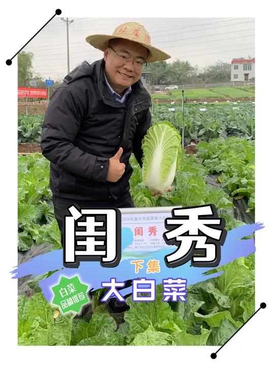 闺秀大白菜——下集 闺秀大白菜还有哪些特点呢?咱们下集继续讲。记得点赞+关注。好品种介绍不