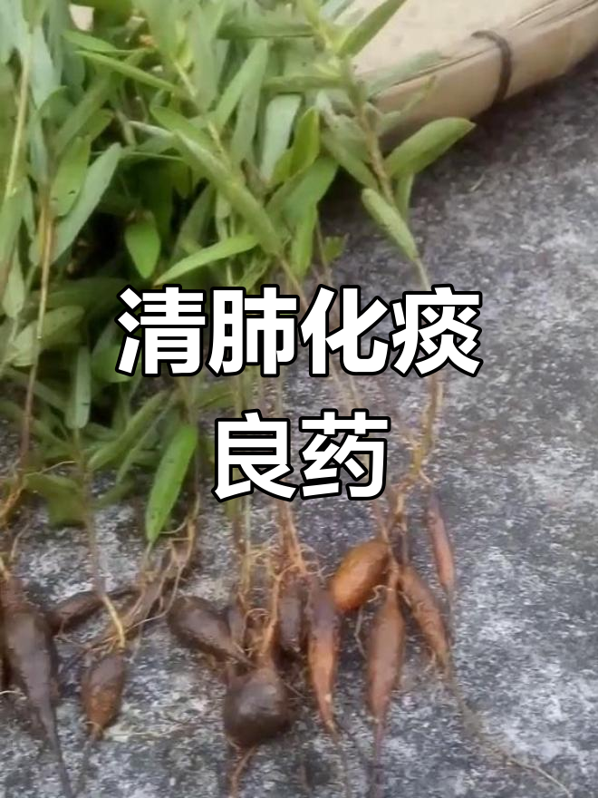 鸡心薯,清肺化痰,缓解心悸水肿