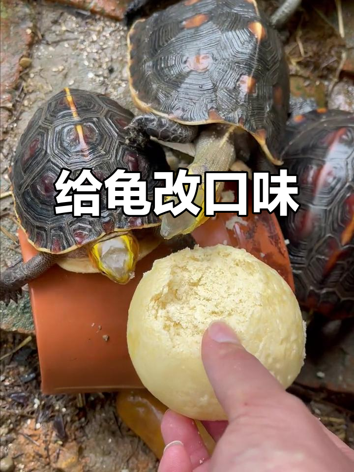 乌龟尝馒头,吃得停不下来!