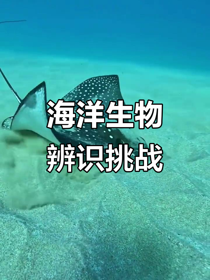 潜水时遇到鳐鱼、蝠鲼，你能分得清吗？