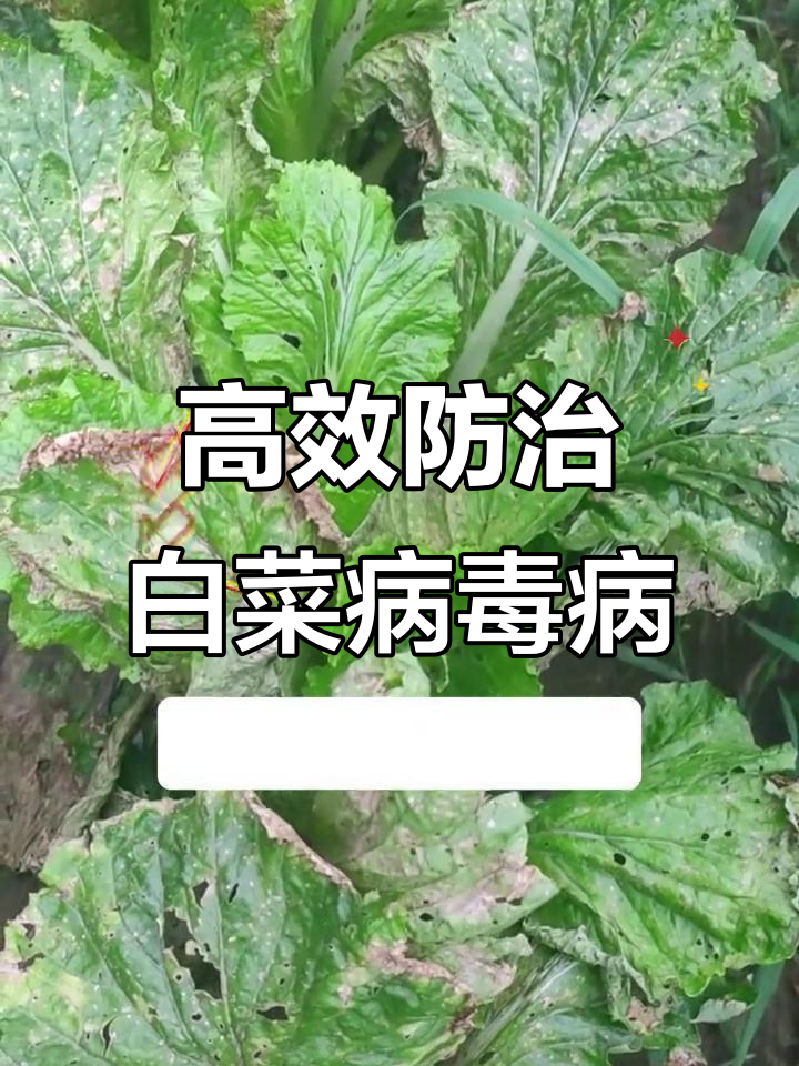 白菜病毒病防治秘方，轻松提高产量