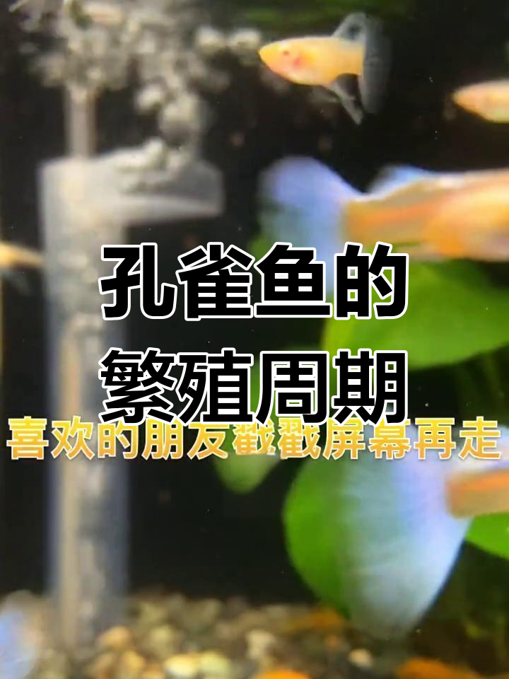 孔雀鱼多久能繁殖?从小分缸到产小鱼全过程揭秘