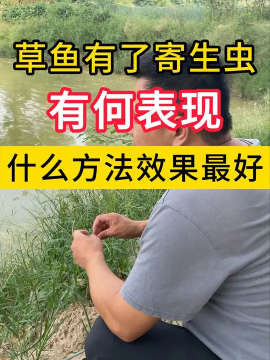 草鱼感染寄生虫有何表现?用什么方法治疗效果好?
