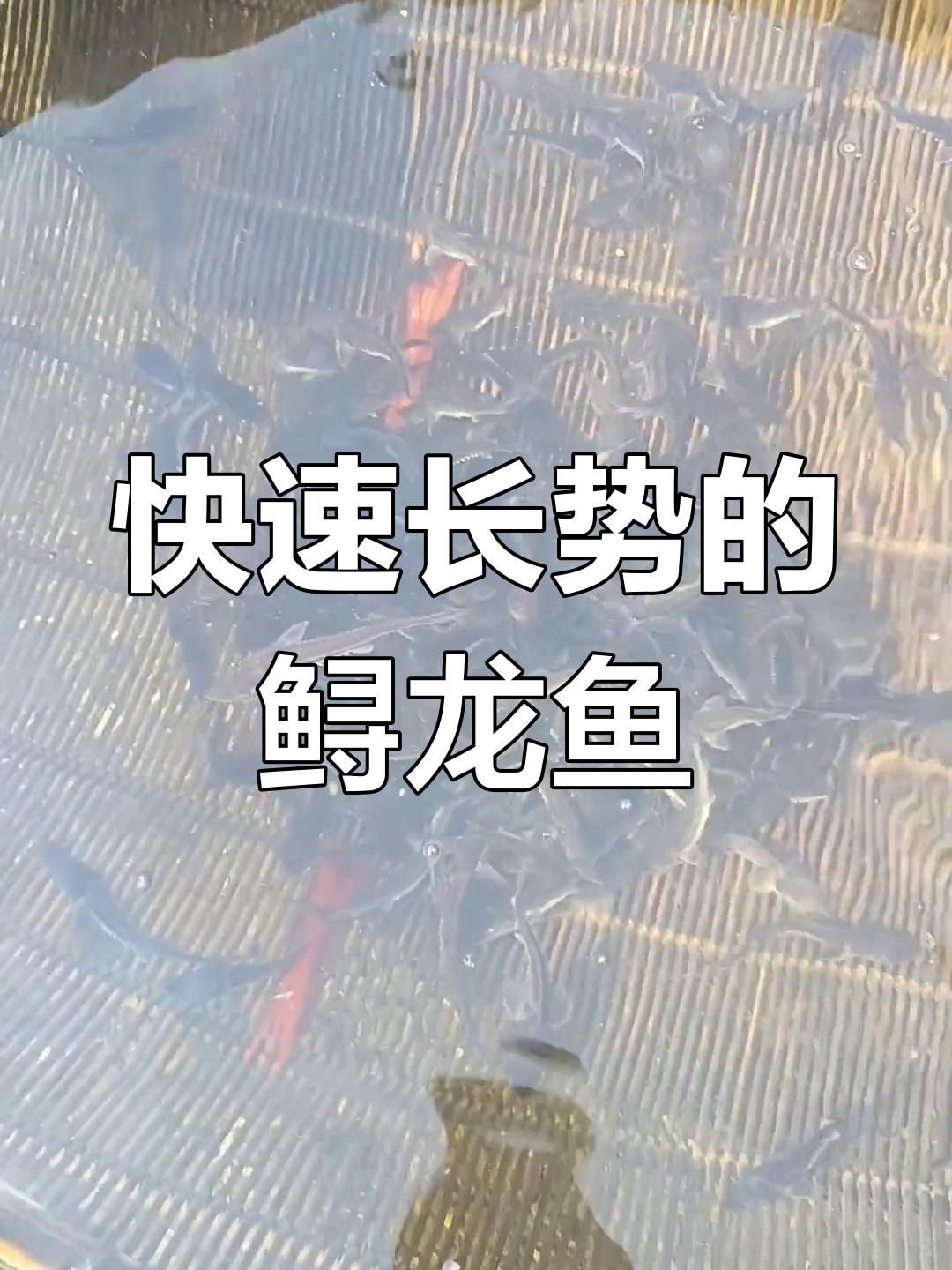 鲟龙鱼:软骨美味,生长迅速