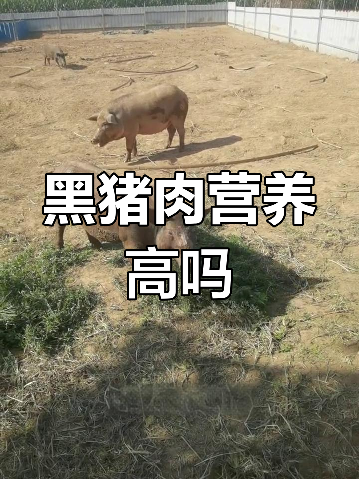 黑猪肉与普通猪肉的营养差异分析