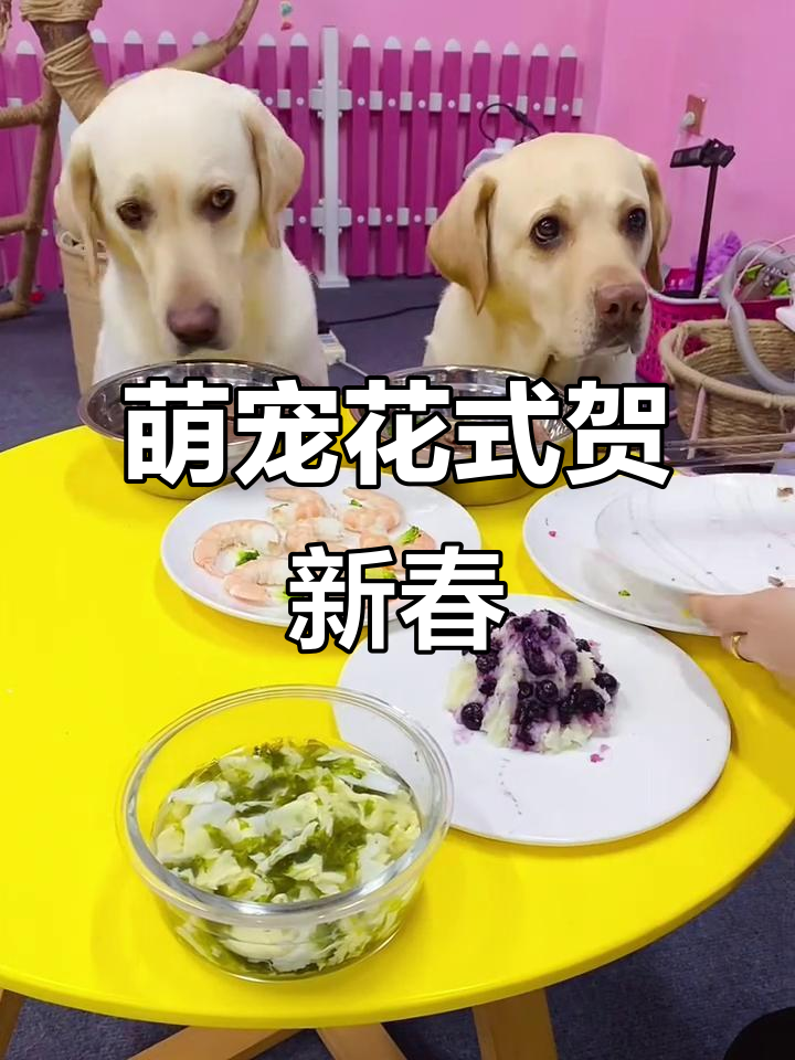 狗子小舌头调皮捣乱,四菜一汤过大年