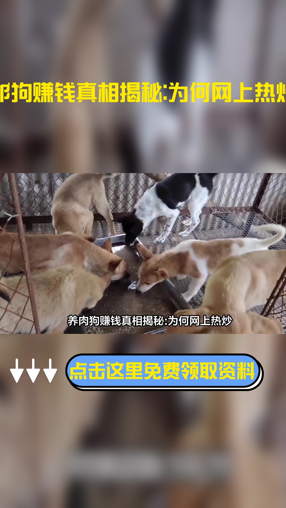养肉狗挣钱吗?为什么网上那多人宣传养狗挣钱?养狗要注意什么?