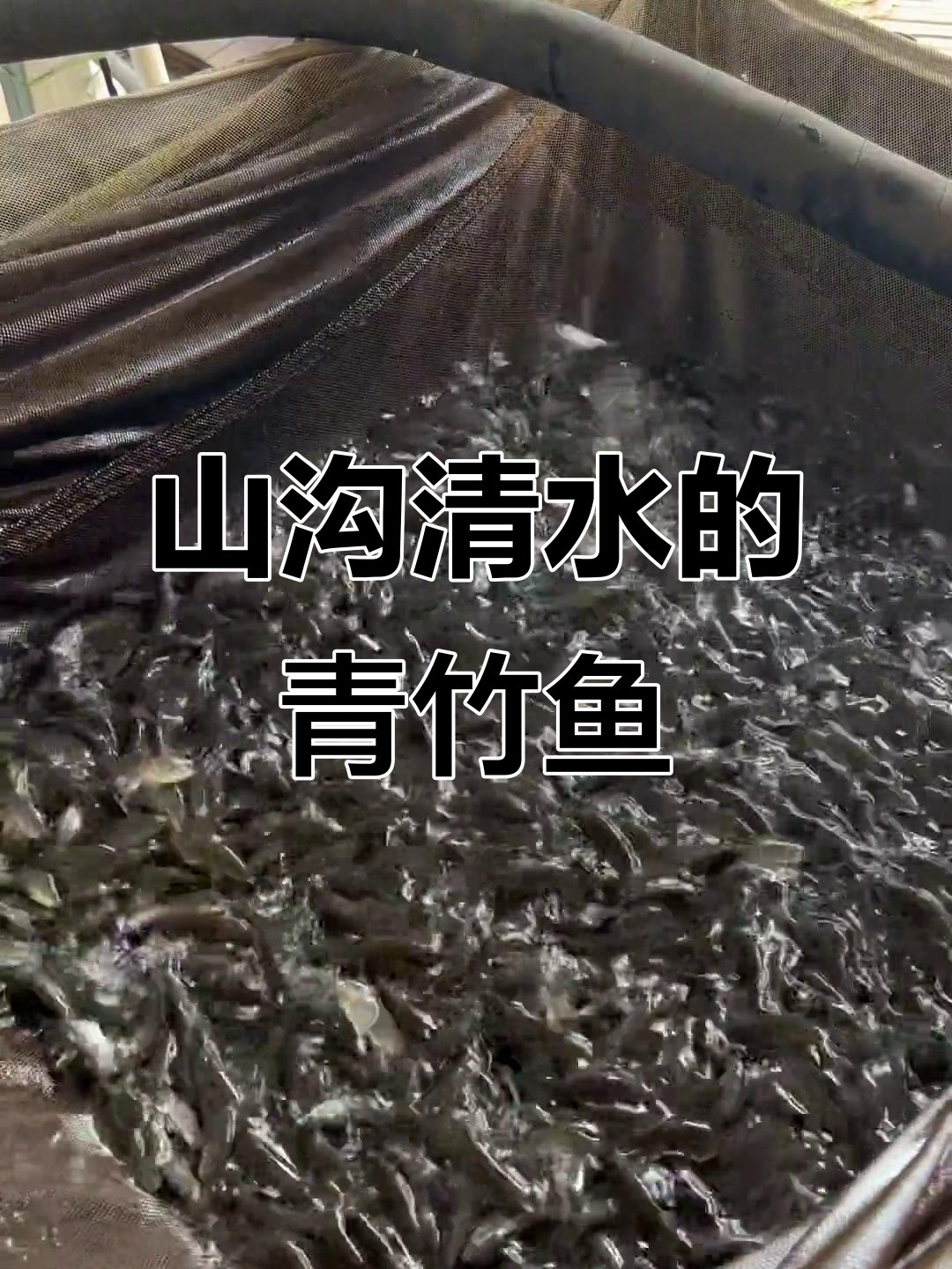 青竹鱼:山沟清水中的美味,养殖五个月就能上市