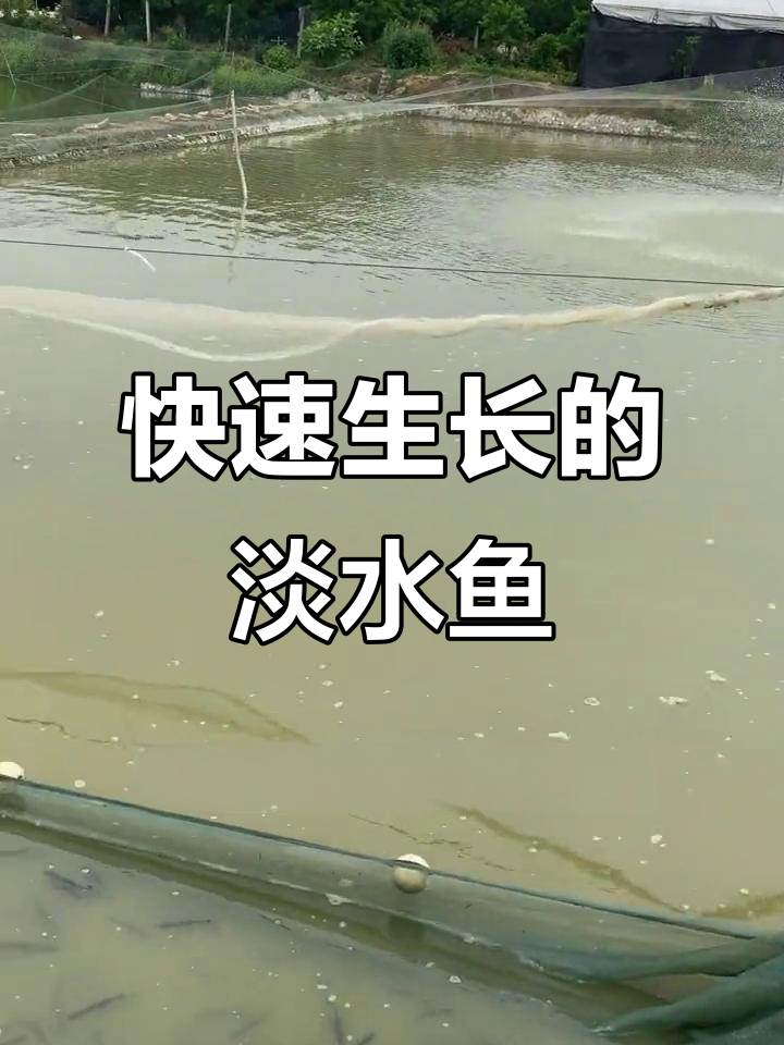 鸭嘴鱼生长迅速,一年能增重3-5斤,适合与大头鱼混养