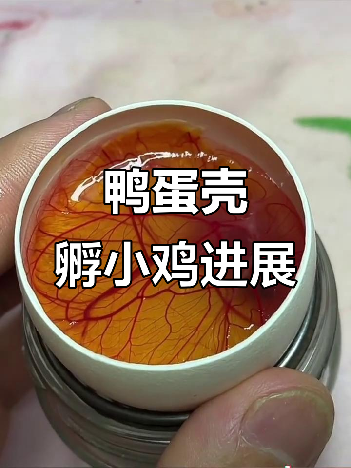 用鹅蛋壳孵化鸡蛋，第11天小鸡发育情况大揭秘