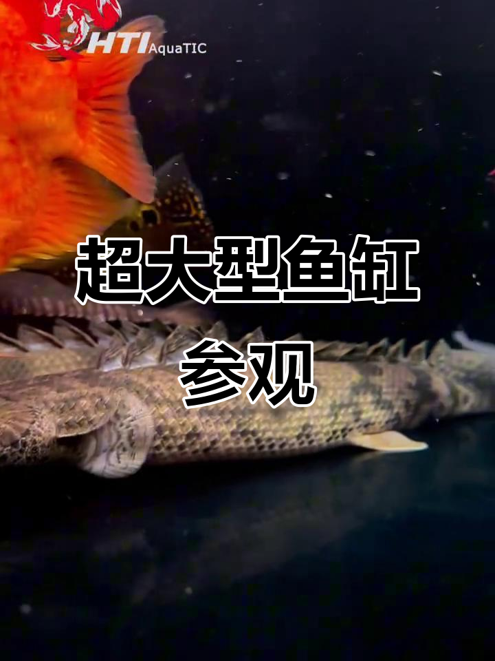 探秘巨物鱼缸,七年养成的超大型血鹦鹉和龙鱼