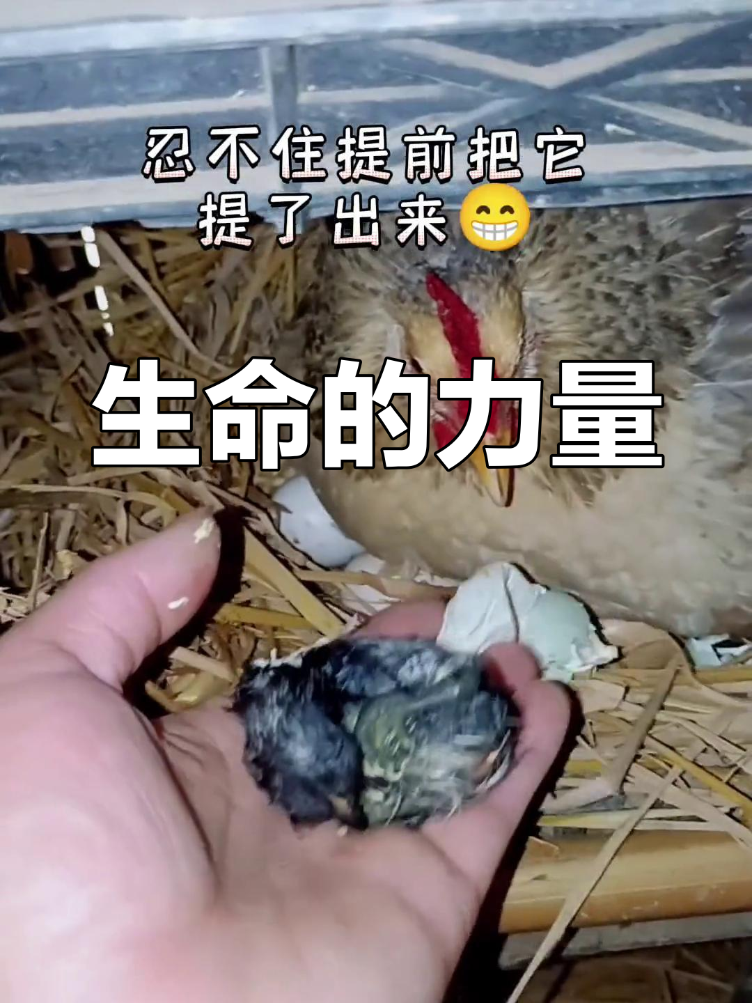 21天见证生命奇迹,鸡妈妈与小鸡的温馨成长故事