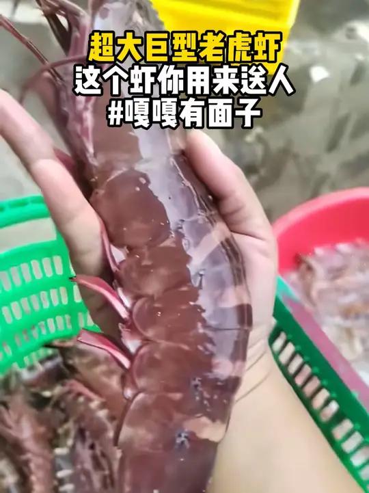 超大巨型老虎虾,这个虾你用来送人嘎嘎有面子