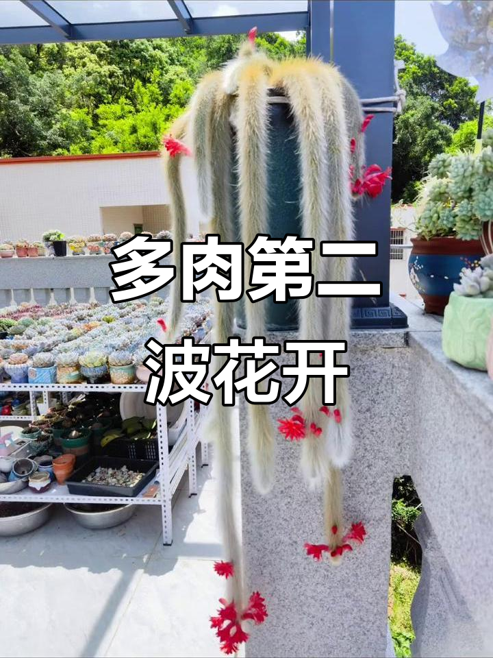 九尾狐多肉开花,美丽庭院景观见证
