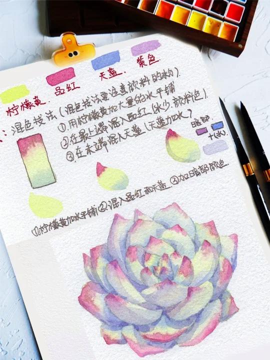 零基础学水彩|教你超好看的水彩多肉