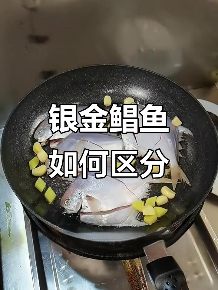 金鲳鱼和银鲳鱼的差别，价格差异大揭秘