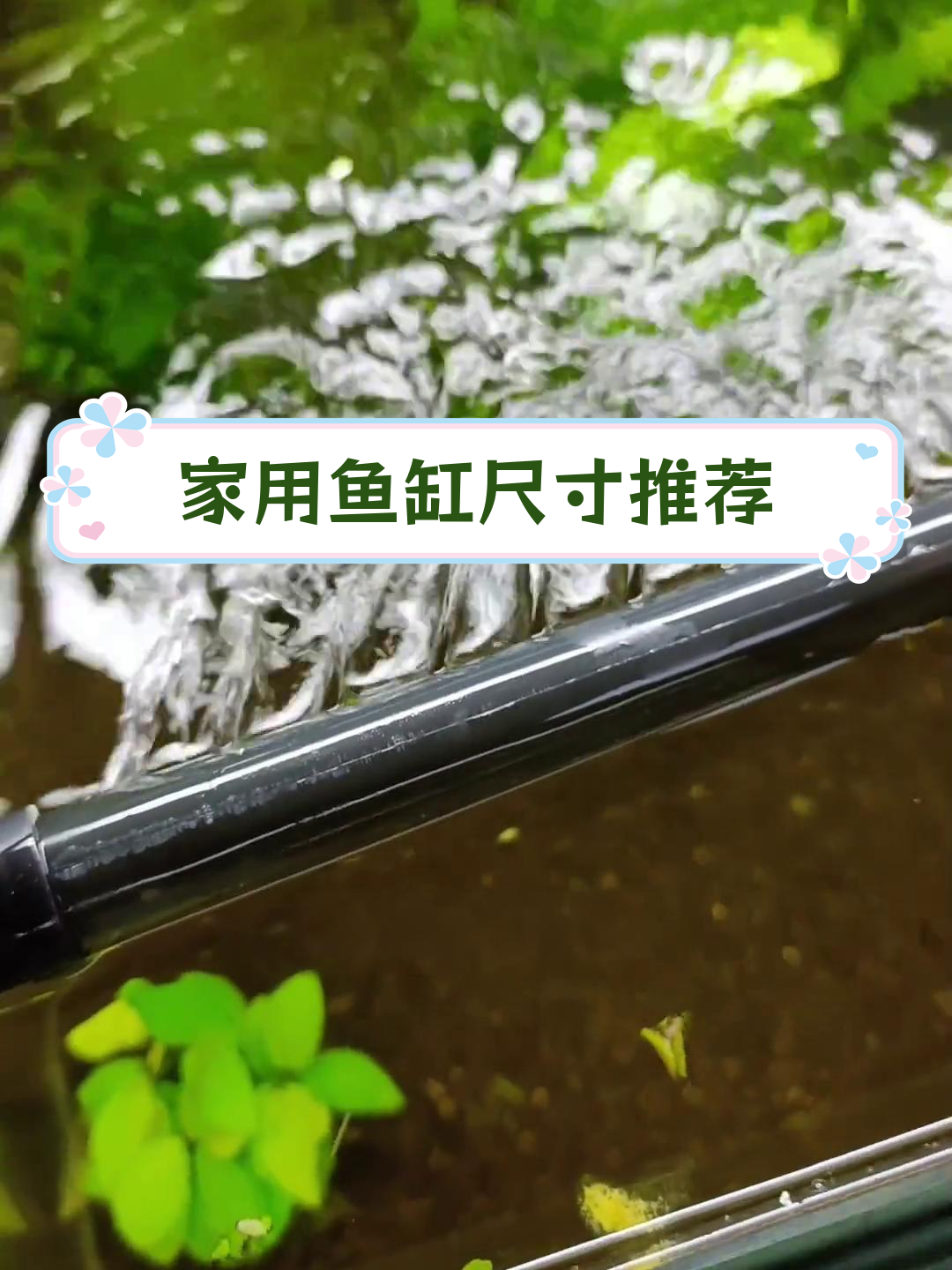 家庭鱼缸尺寸选择指南