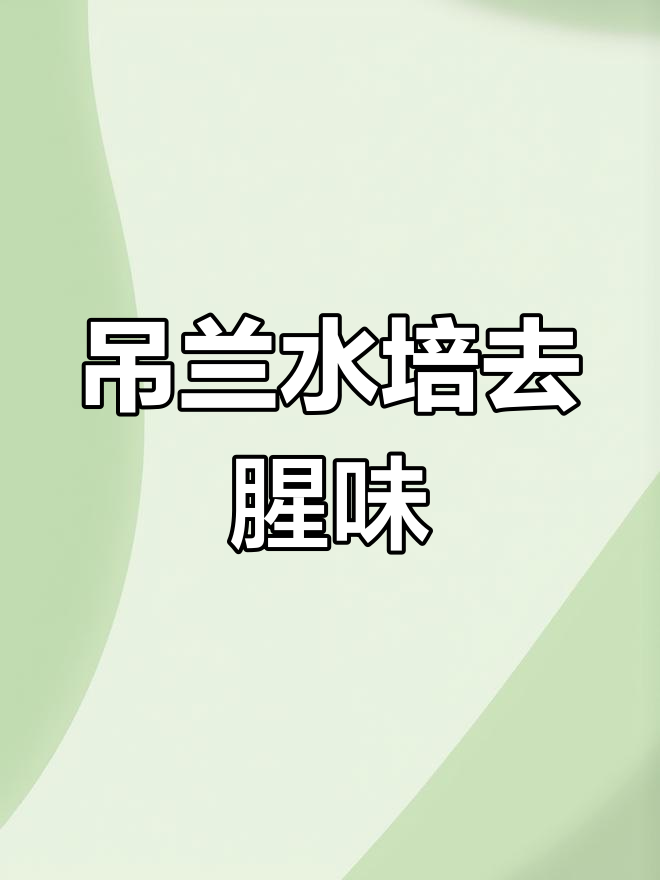 水培吊兰净化水质,鱼缸里的自然清新