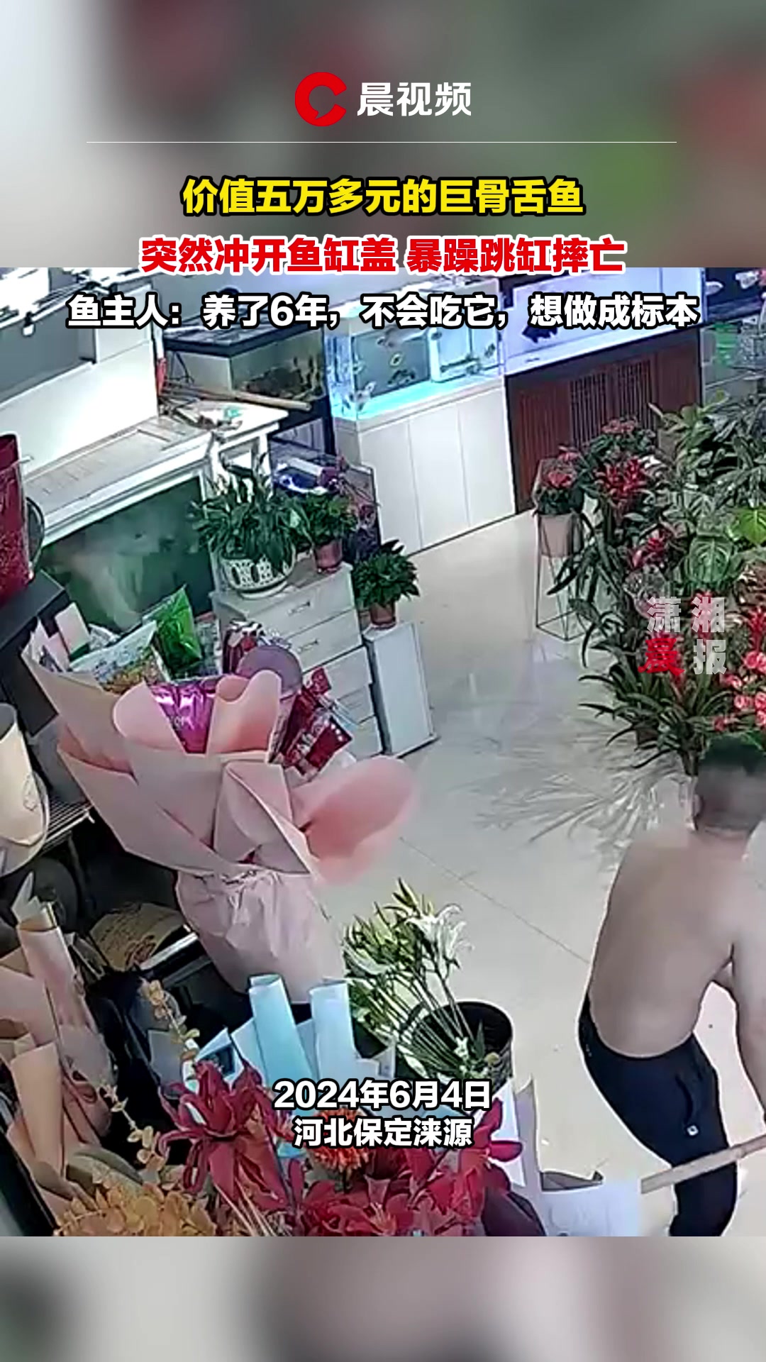 价值五万多元的巨骨舌鱼,突然冲出鱼缸盖暴躁跳缸摔亡,鱼主人:养了6年,不会吃它