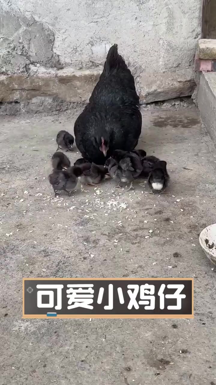 可爱小鸡仔