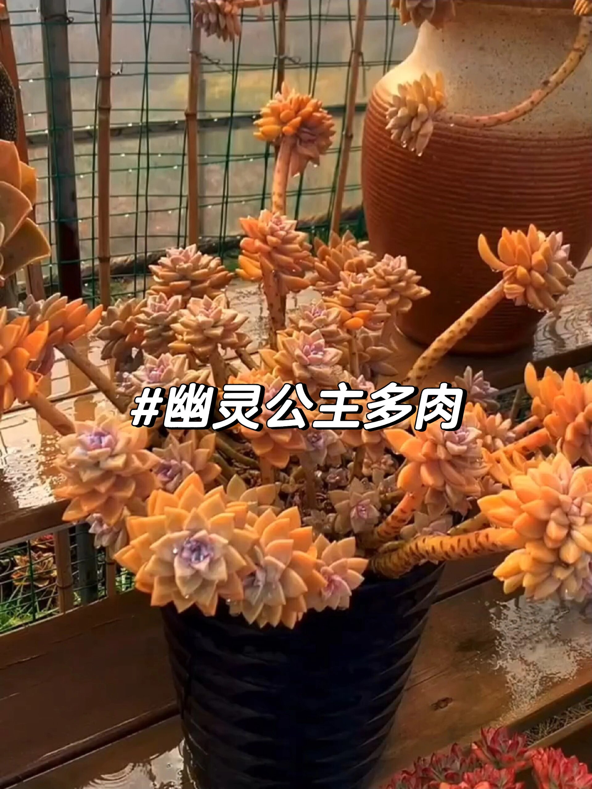 幽灵公主多肉(淡雪)