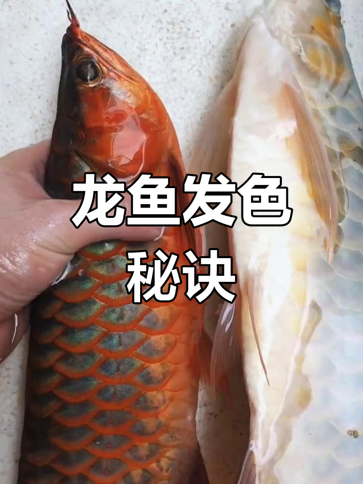 红龙发色靠科学,别轻信广告!