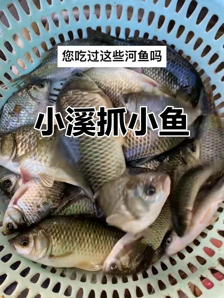 寒潮来袭,小鲫鱼河杂鱼上岸捕捞忙