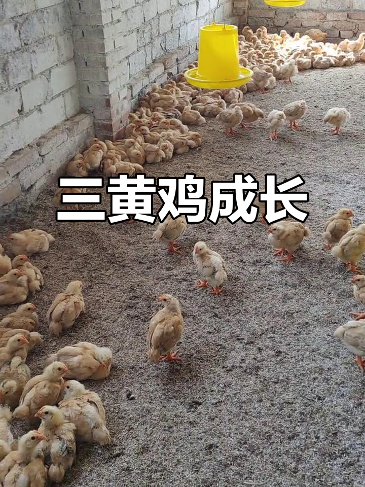 三黄鸡成长记,五个月后开始产蛋