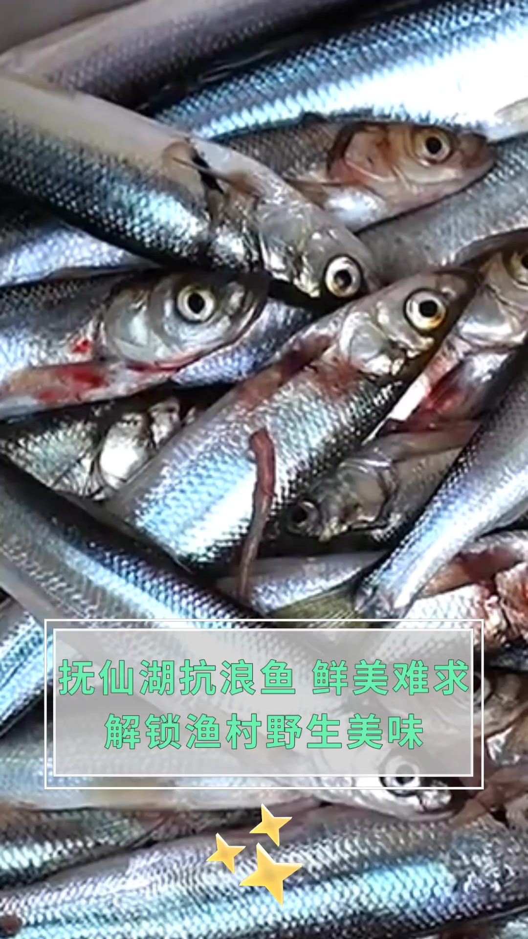 抚仙湖抗浪鱼,鲜美难求,解锁渔村野生美味