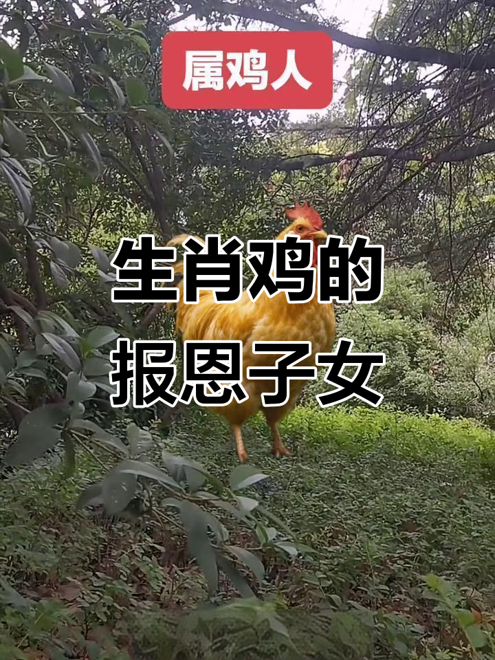 属鸡孩子的孝顺与成长,父母最温暖的春天