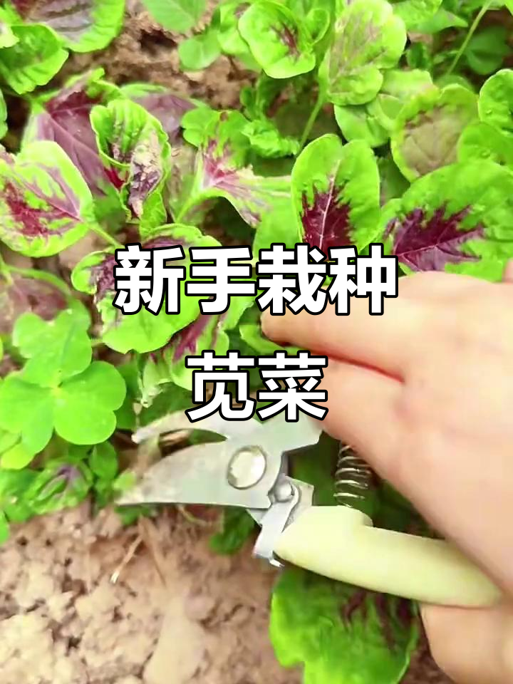 苋菜撒籽就能活,新手必试超省心!