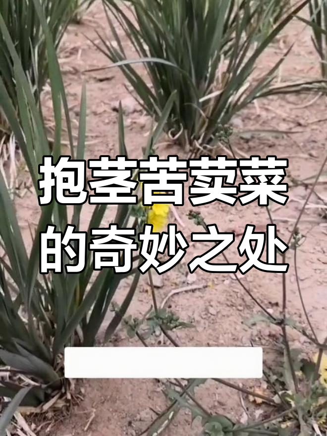 抱茎苦荬菜:菊科植物中的独特一员