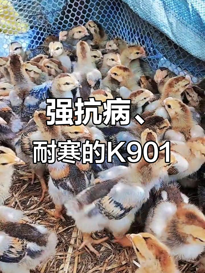 梁庄鸡苗K901：抗病力强，耐寒性能出色