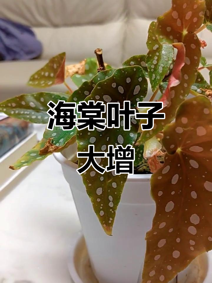 鳟鱼海棠叶子翻倍,两个月见证成长!